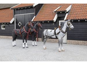 VAN der Wiel Harness Horses